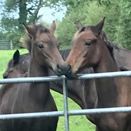 Rossmanagher House *