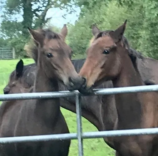 Rossmanagher House *